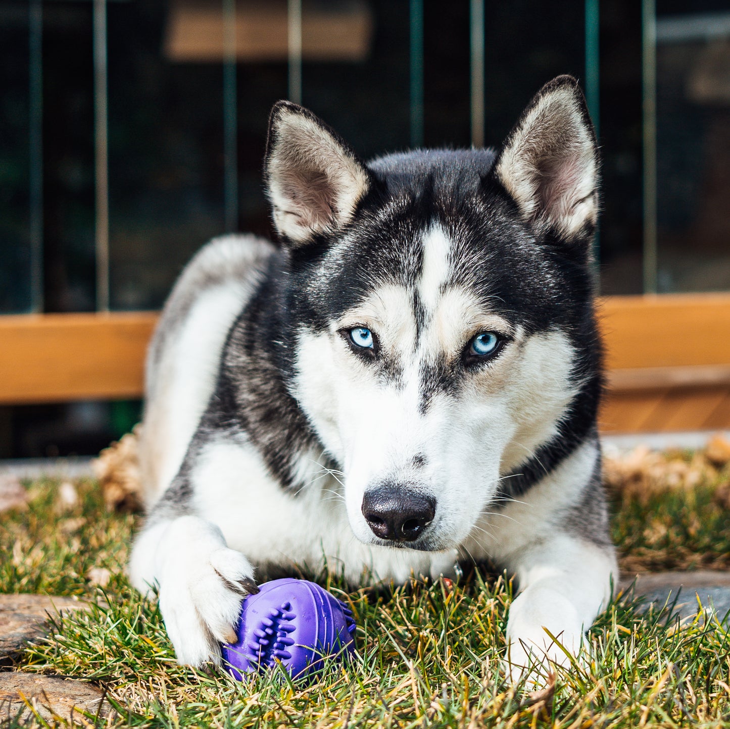 Playology Dental Chew Ball