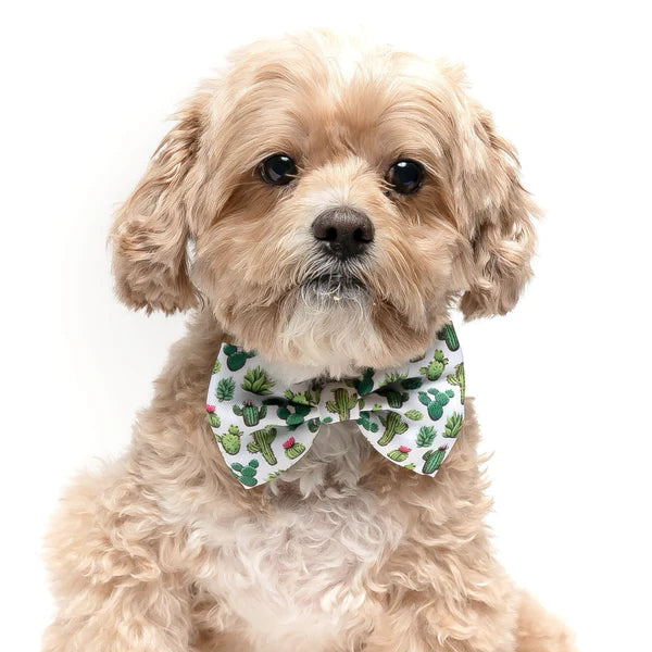 DAPPER DEXTER Velcro Bow Tie